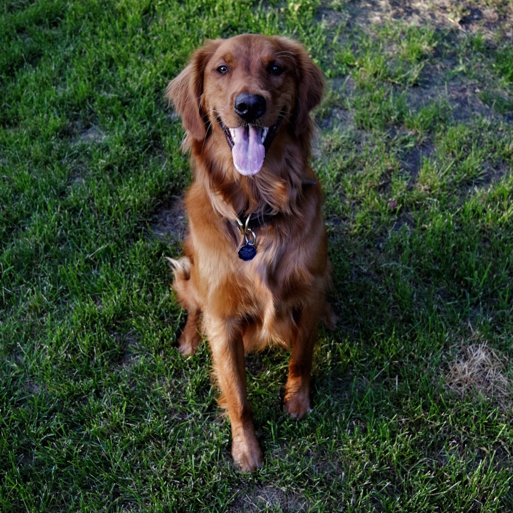 Meet your Posher, Casey